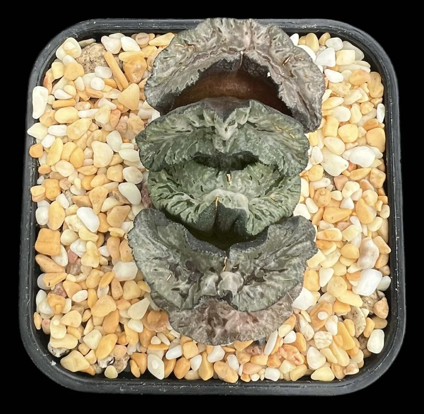 HAWORTHIA TRUNCATA EMPRESS WU ZETAN - 8CM POT - Image 4