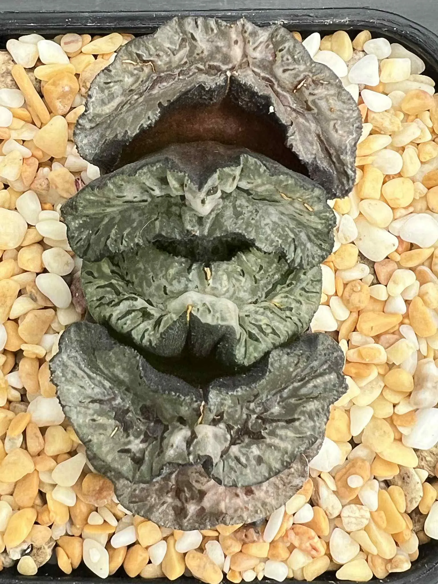 HAWORTHIA TRUNCATA EMPRESS WU ZETAN - 8CM POT