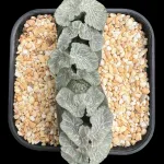 HAWORTHIA TRUNCATA FLOWLINER - 10.5CM POT