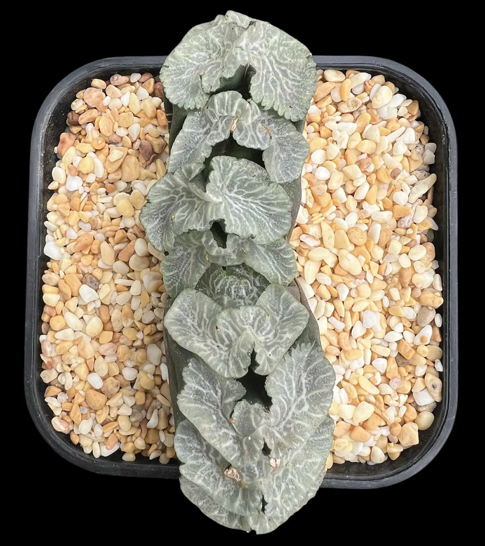 HAWORTHIA TRUNCATA FLOWLINER - 10.5CM POT