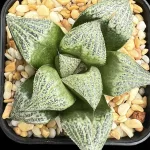 HAWORTHIA SPLENDENS HYBRID - 6.3CM POT