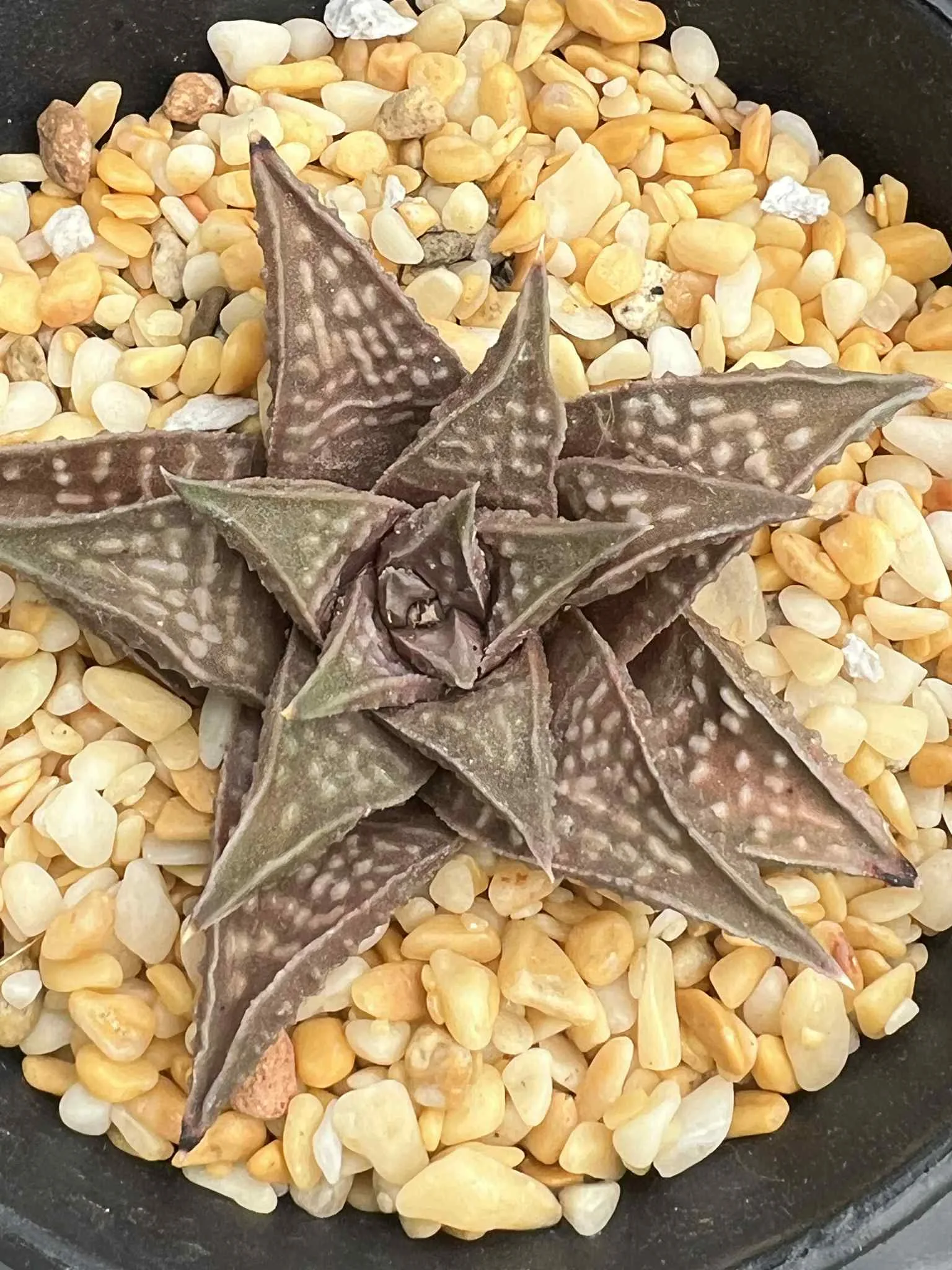 HAWORTHIA LIMCROCK (GM) - 9.3CM POT