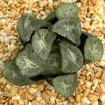 HAWORTHIA MAUGHANII NAUSICA - 10CM POT