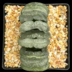 HAWORTHIA TRUNCATA TT1 - 10CM POT