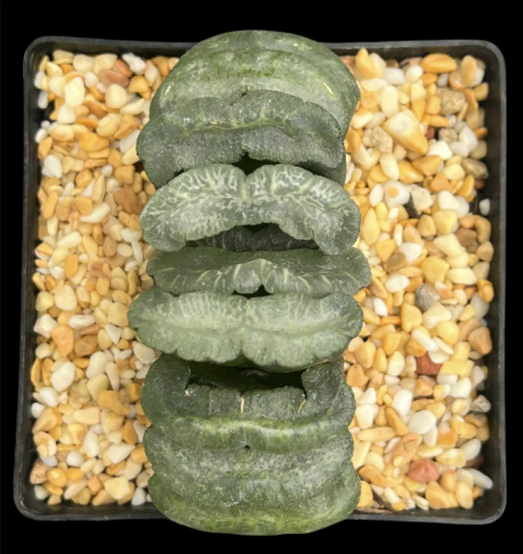 HAWORTHIA TRUNCATA TT1 - 10CM POT