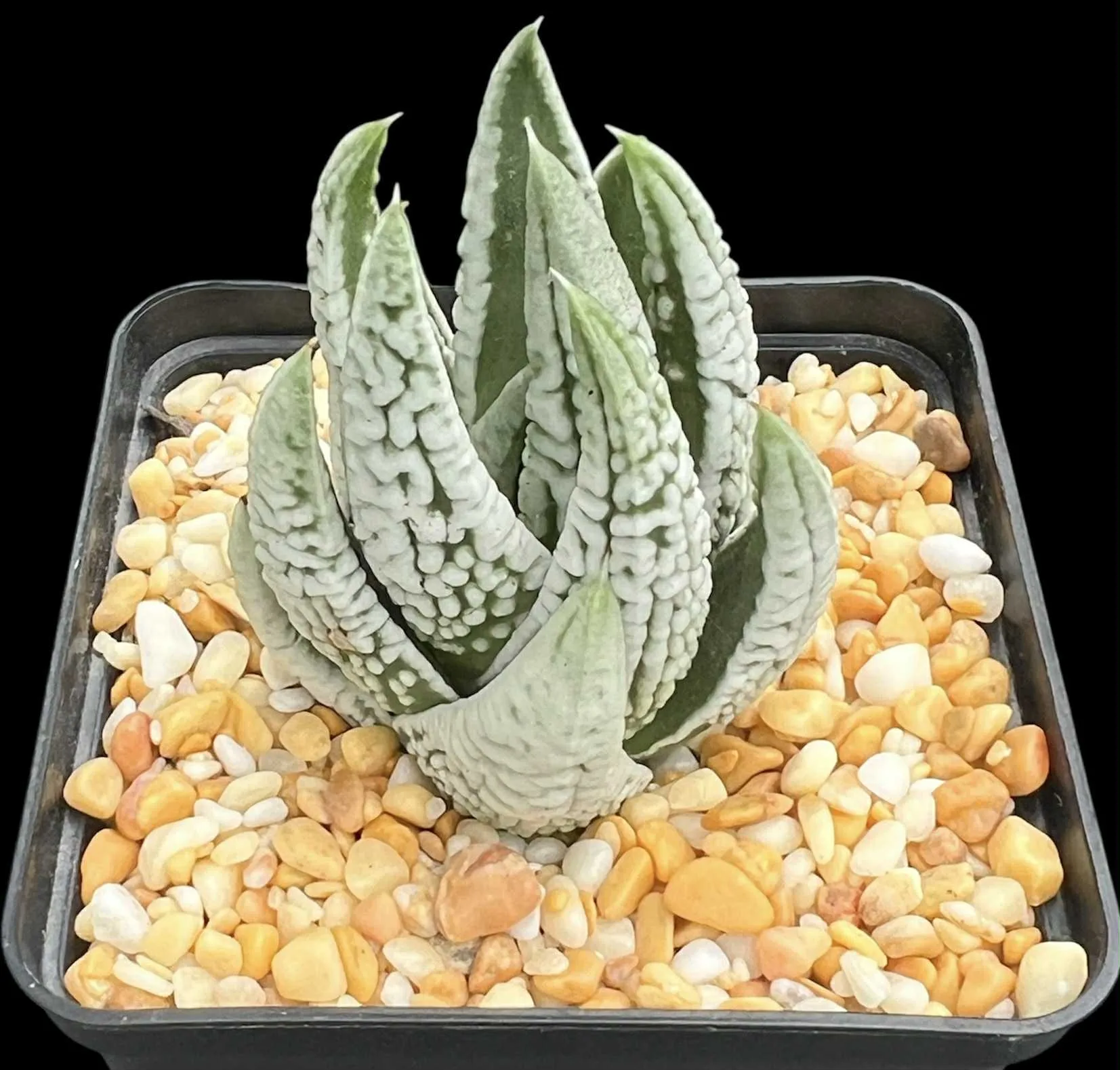 HAWORTHIA TULISTA EMPEROR - 7CM POT
