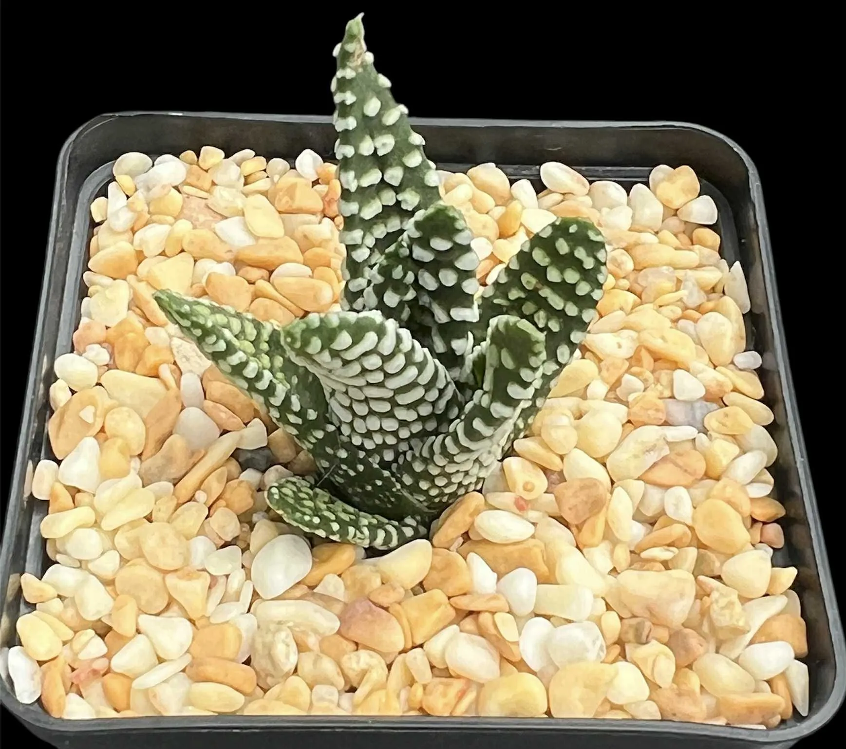 HAWORTHIA TULISTA DONUT - 7CM POT