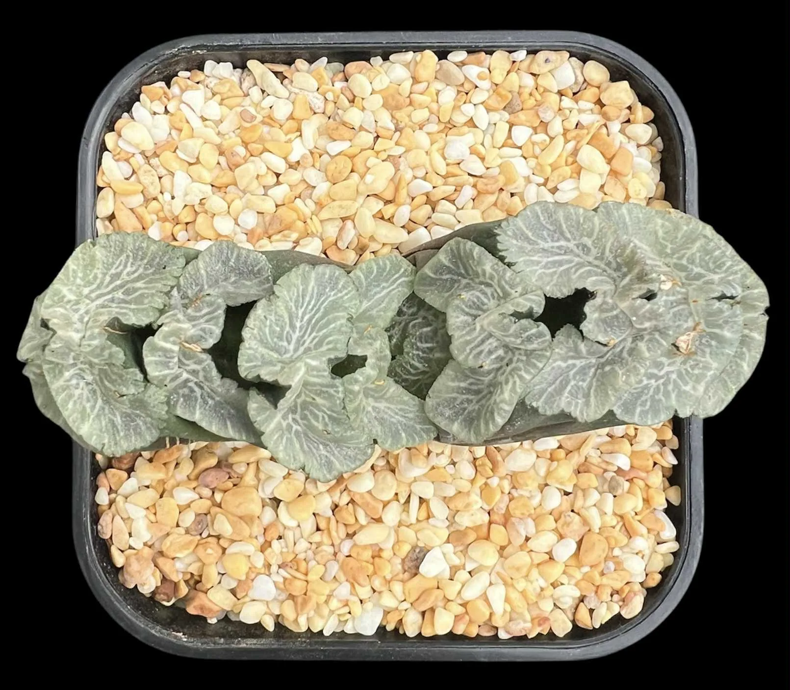 HAWORTHIA TRUNCATA FLOWLINER - 10.5CM POT - Image 4