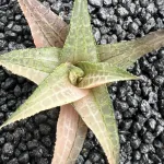 HAWORTHIA TESSELLATA VARIEGATE