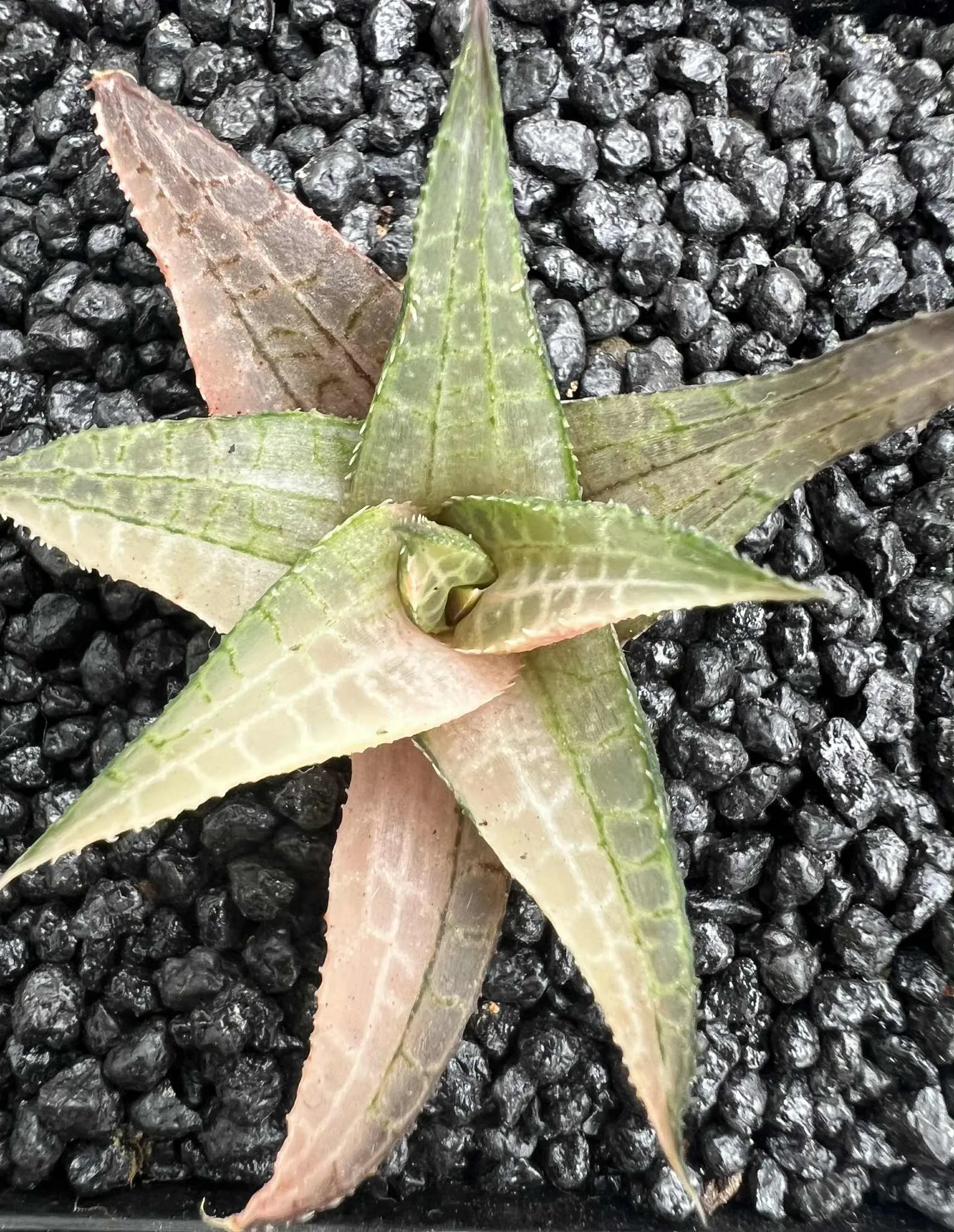 HAWORTHIA TESSELLATA VARIEGATE
