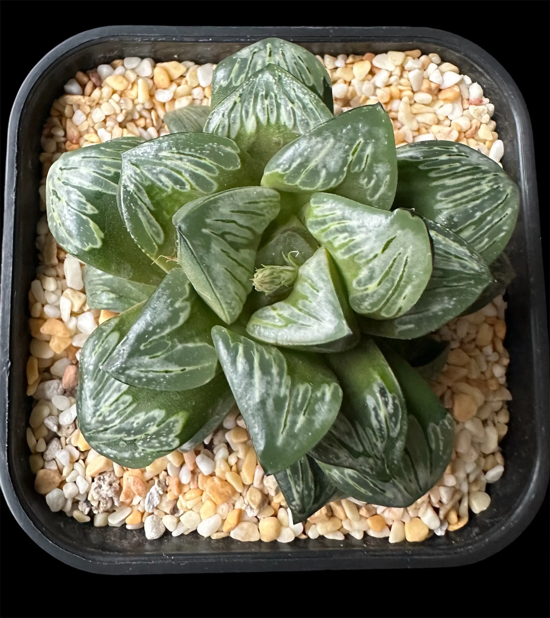 HAWORTHIA SILVER MUTICA - 10cm plant - Image 3