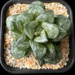 HAWORTHIA SILVER MUTICA - 10cm plant