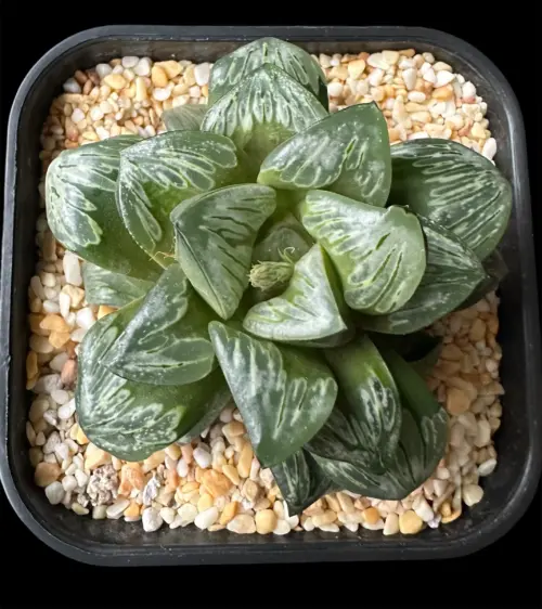 HAWORTHIA SILVER MUTICA - 10cm plant