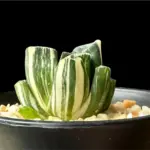 HAWORTHIA MAUGHANII OM VARIEGATE