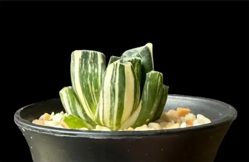 HAWORTHIA MAUGHANII OM VARIEGATE