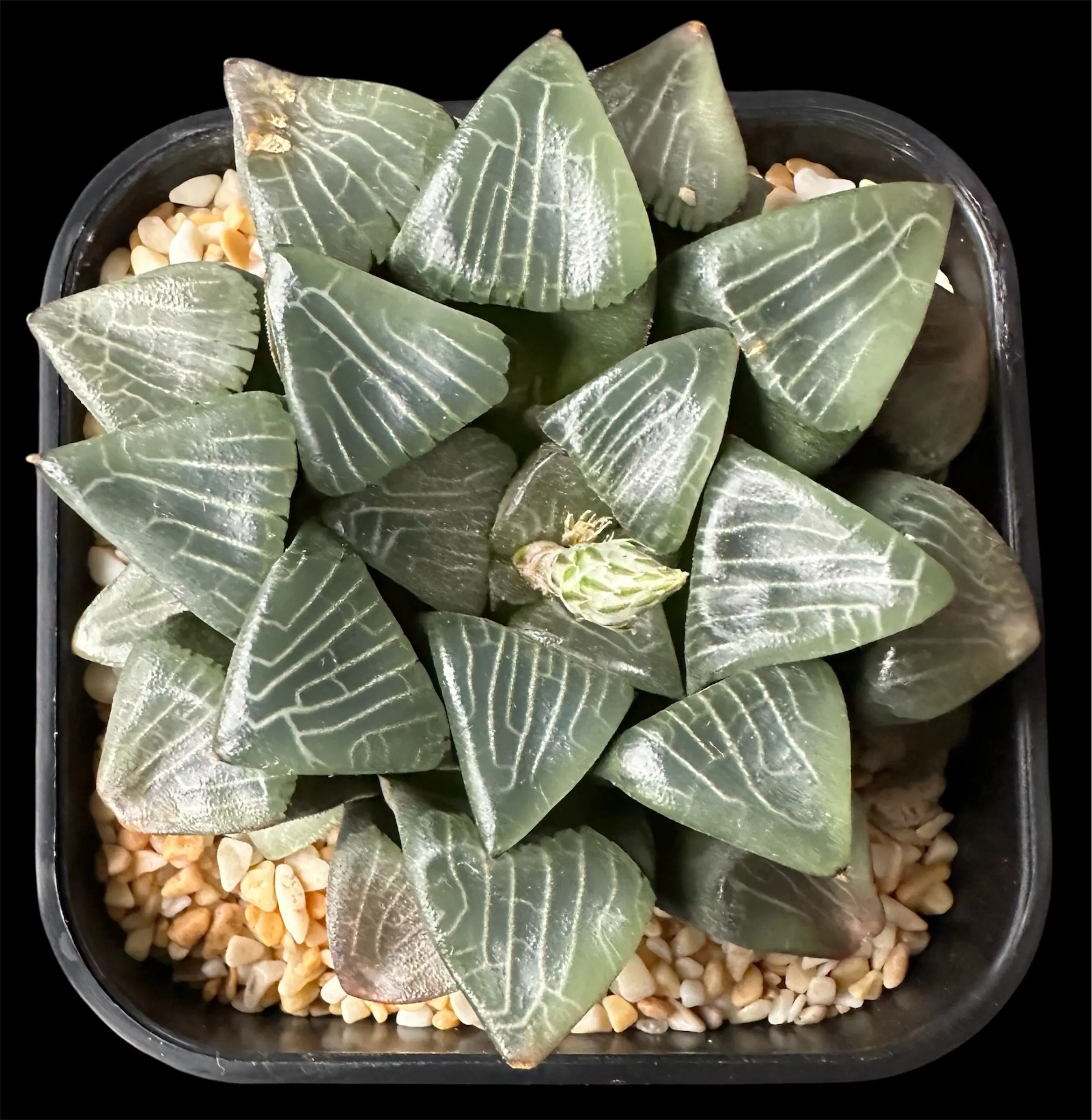 HAWORTHIA CORRECTA SOLID YARDAGE- 10CM PLANT - Image 3
