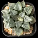 HAWORTHIA CORRECTA SOLID YARDAGE- 10CM PLANT