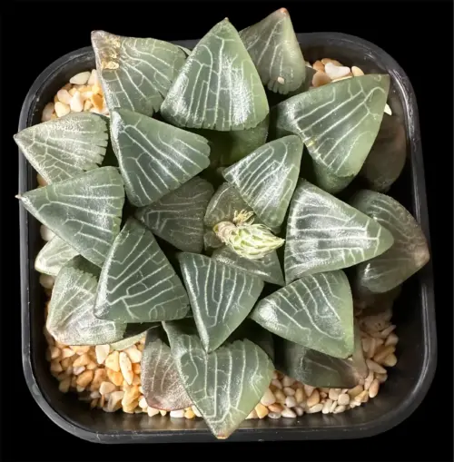 HAWORTHIA CORRECTA SOLID YARDAGE- 10CM PLANT