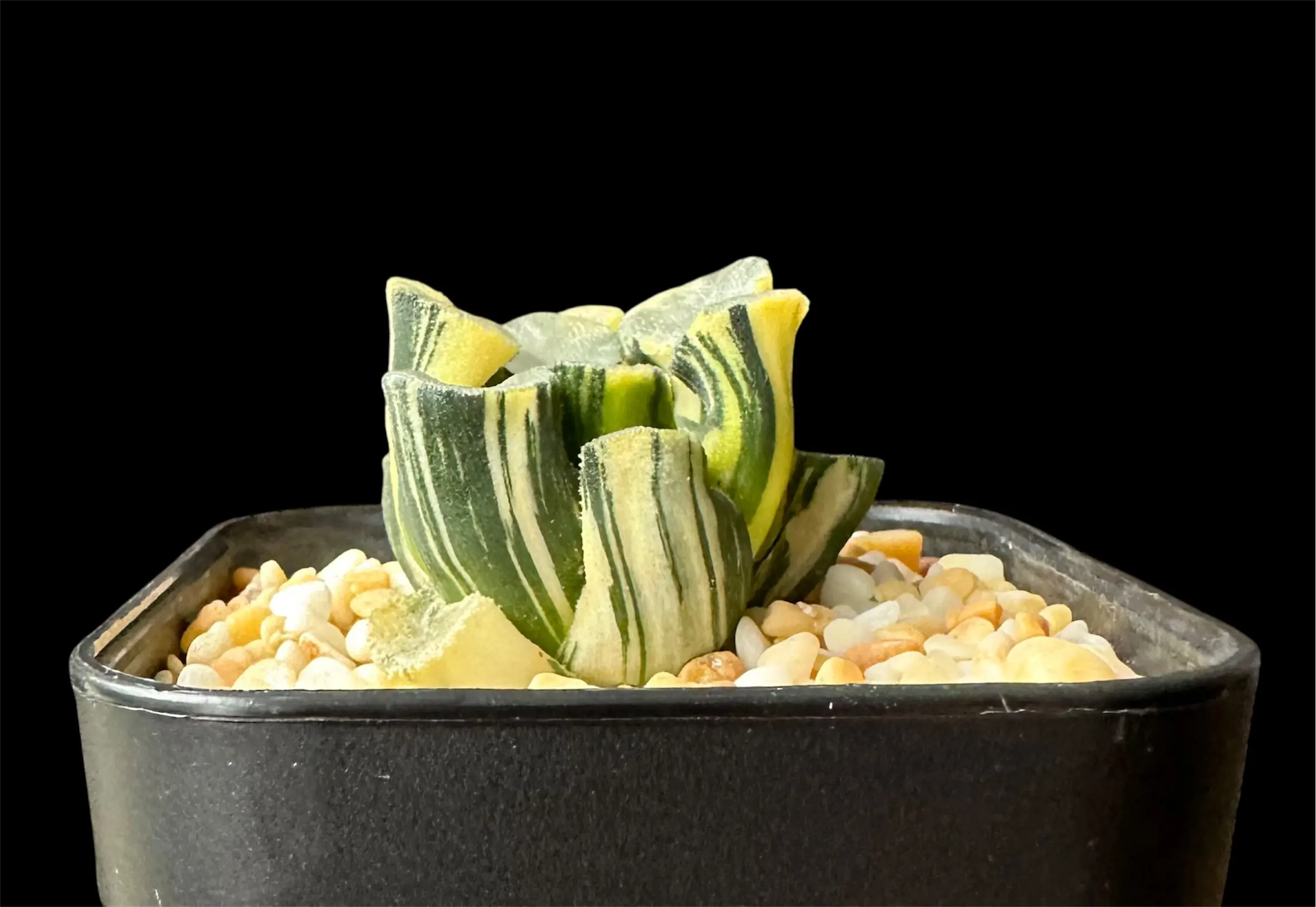 HAWORTHIA MAUGHANII GLUTINOUS LEAF VARIEGATE - Image 5