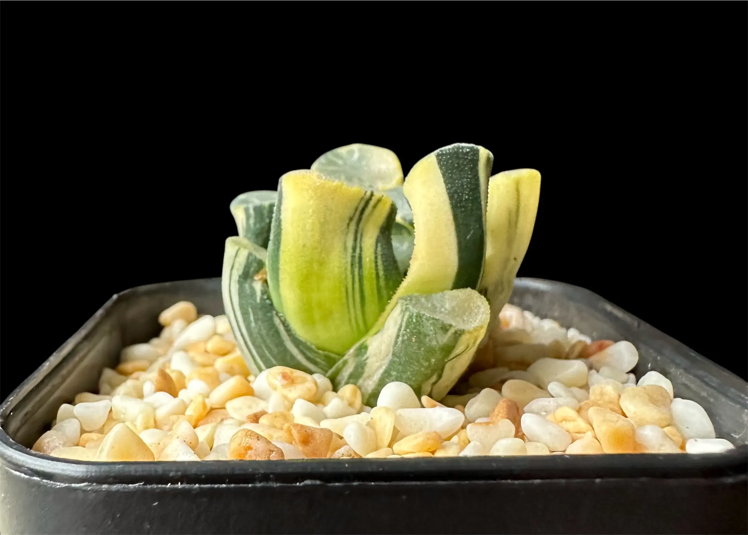 HAWORTHIA MAUGHANII GLUTINOUS LEAF VARIEGATE - Image 4