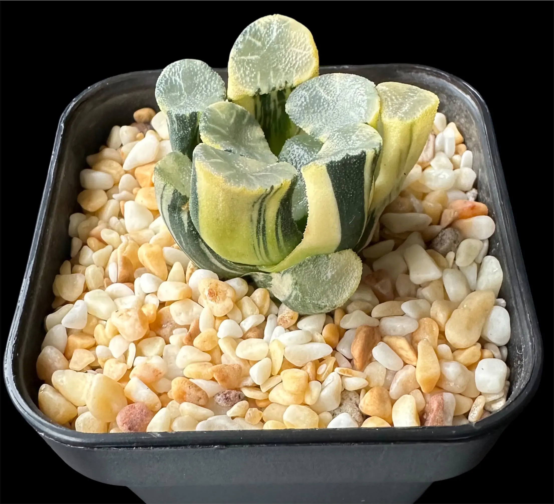 HAWORTHIA MAUGHANII GLUTINOUS LEAF VARIEGATE - Image 3