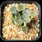 HAWORTHIA MAUGHANII GLUTINOUS LEAF VARIEGATE