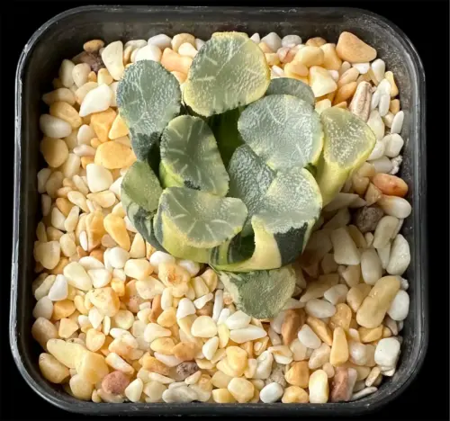 HAWORTHIA MAUGHANII GLUTINOUS LEAF VARIEGATE