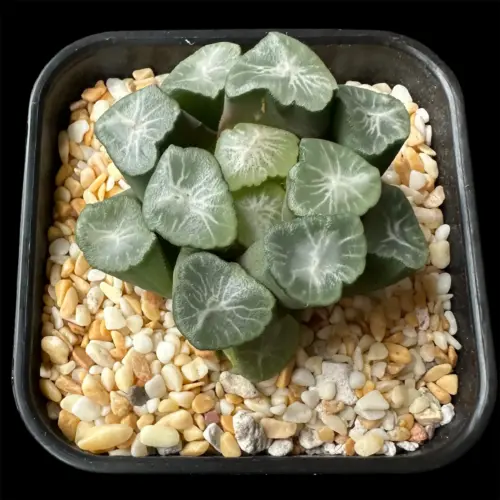 HAWORTHIA MAUGHANII JADE MOUNTAIN - 6.2CM