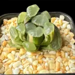 HAWORTHIA MAUGHANII RED MOON VARIEGATE