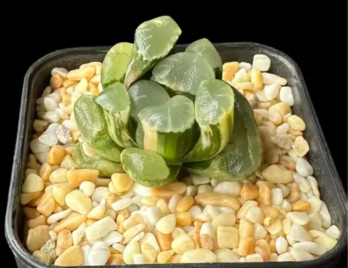 HAWORTHIA MAUGHANII RED MOON VARIEGATE