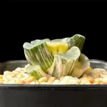 HAWORTHIA MAUGHANII JADE MOUNTAIN VARIEGATE