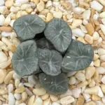 HAWORTHIA MAUGHANII FUNABASHI - 7CM POT