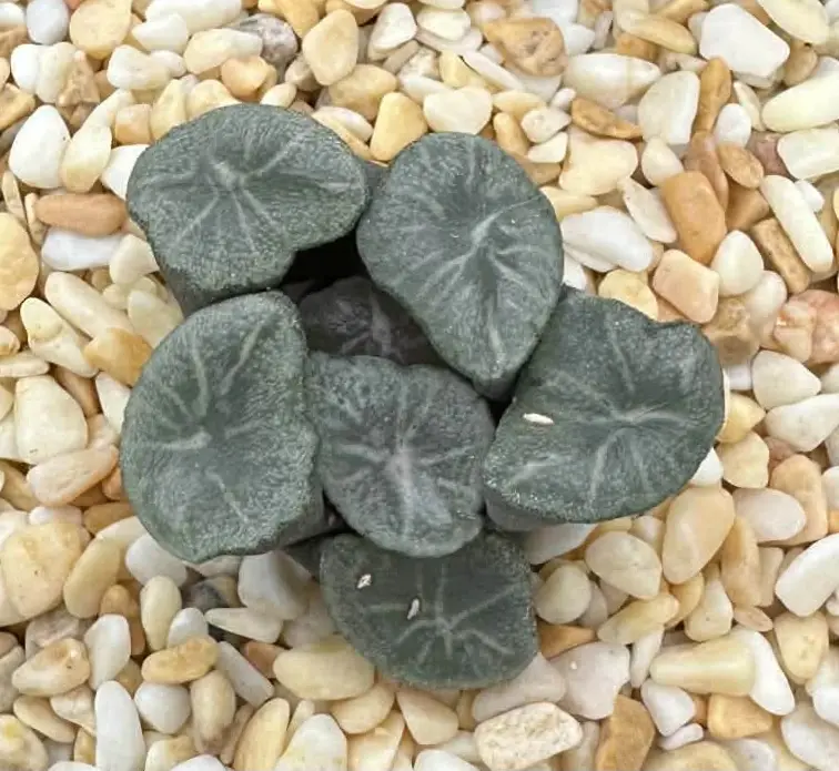 HAWORTHIA MAUGHANII FUNABASHI - 7CM POT
