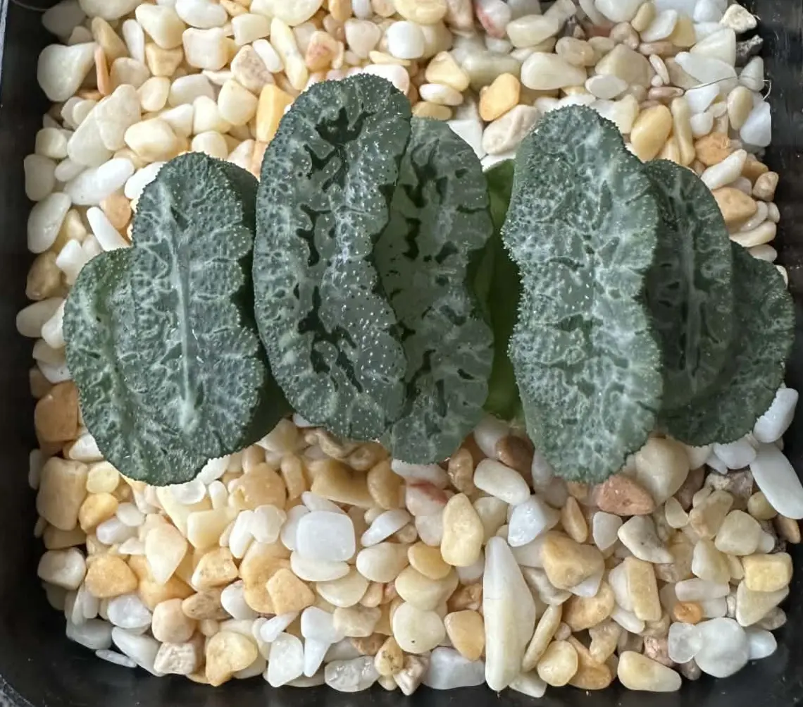 HAWORTHIA TRUNCATA GENBU - 7CM POT