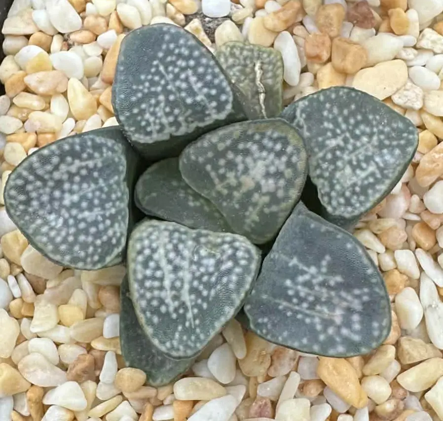 HAWORTHIA GROENEWALDII - 7CM POT