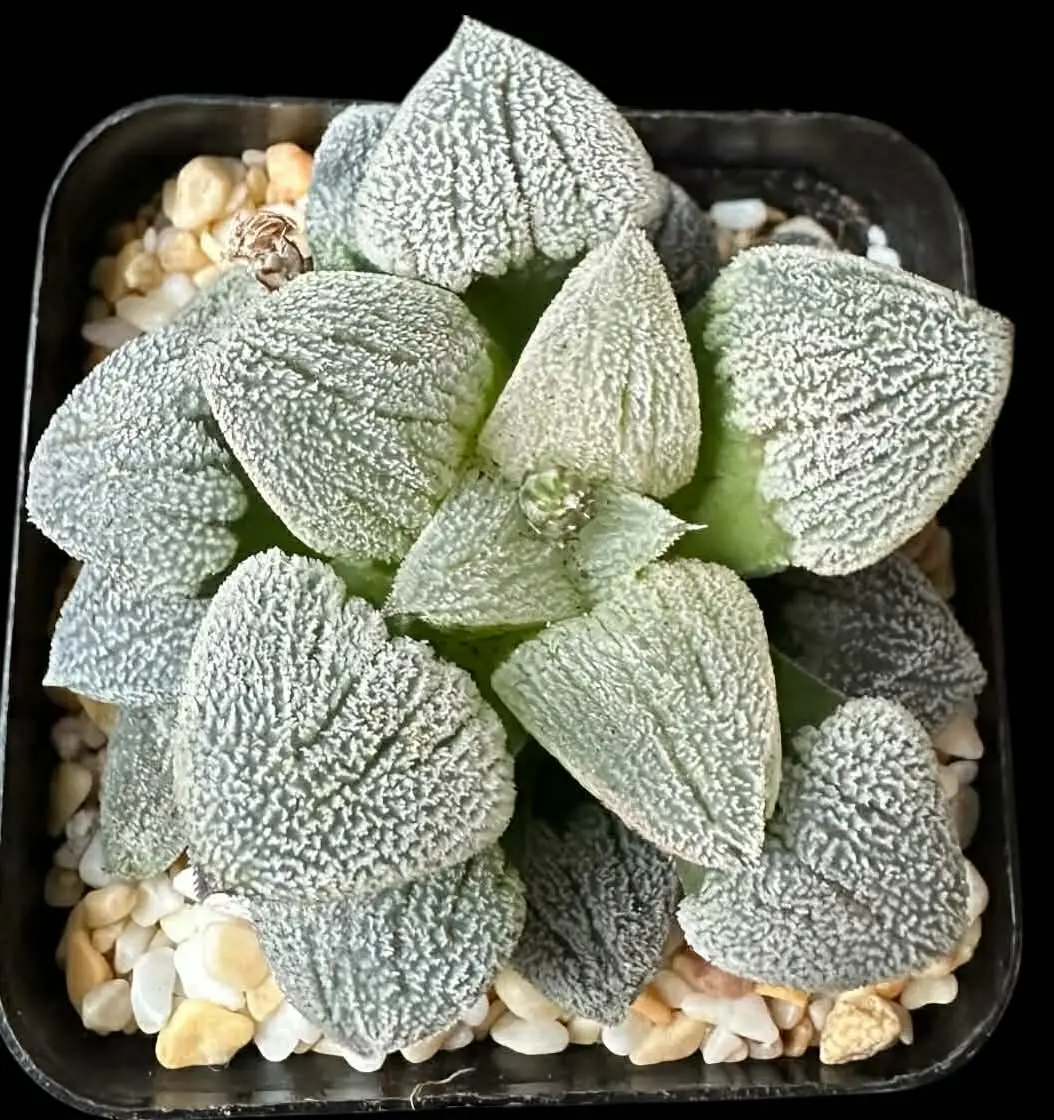 HAWORTHIA SUPER WHITE - 7CM POT