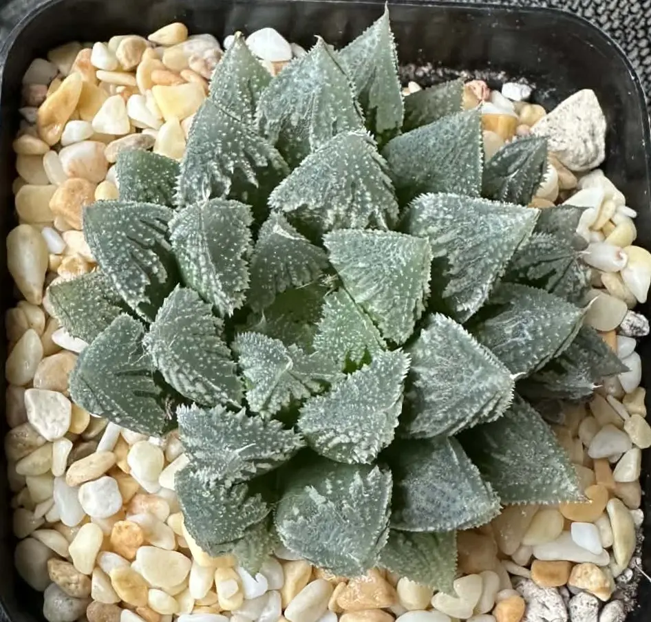 HAWORTHIA WHITE EMPEROR CITY - 7CM POT