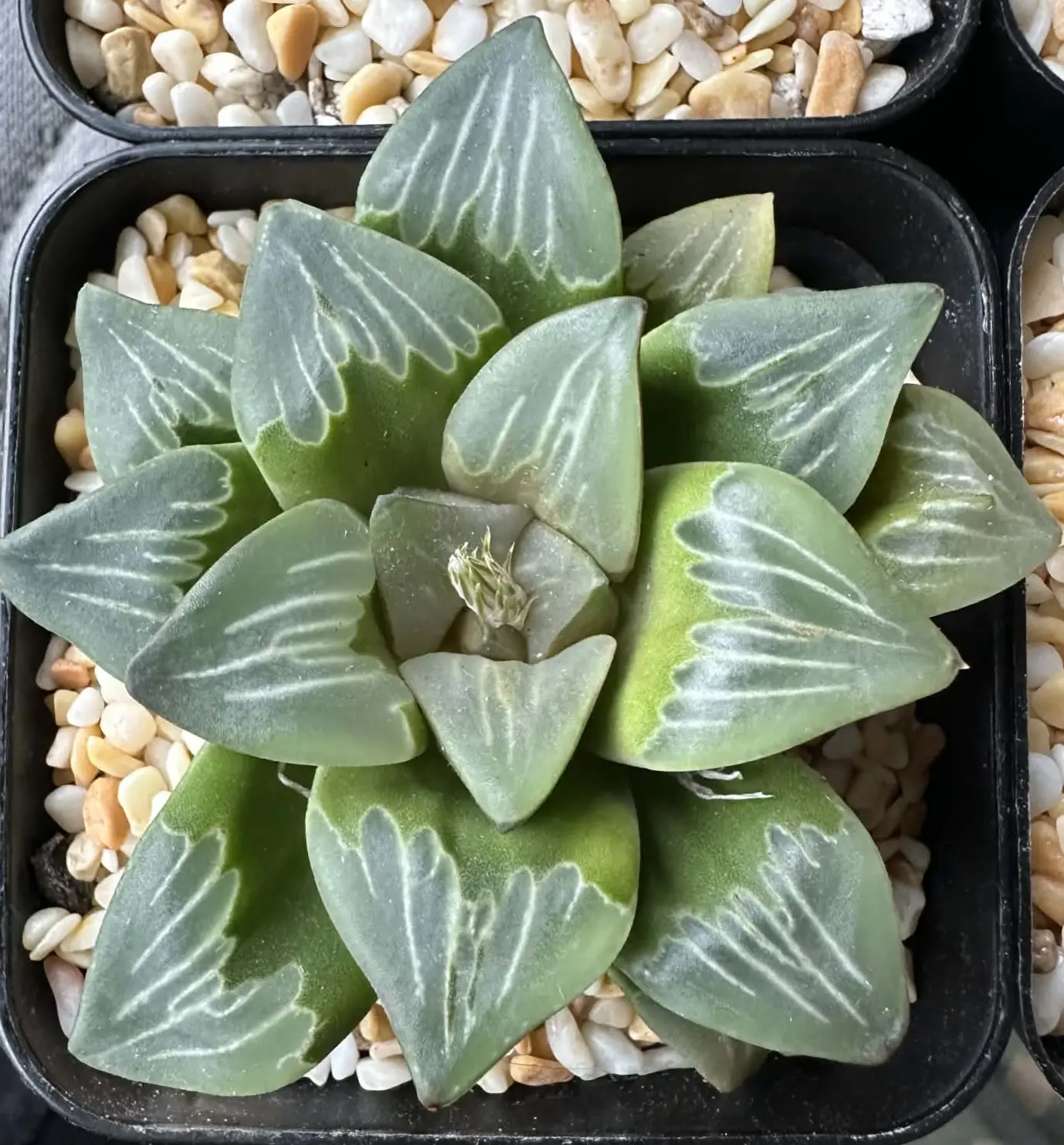 HAWORTHIA GREEN GLASS - 7CM POT
