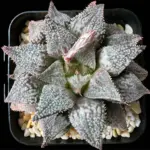 HAWORTHIA HAKUMA - 7CM POT