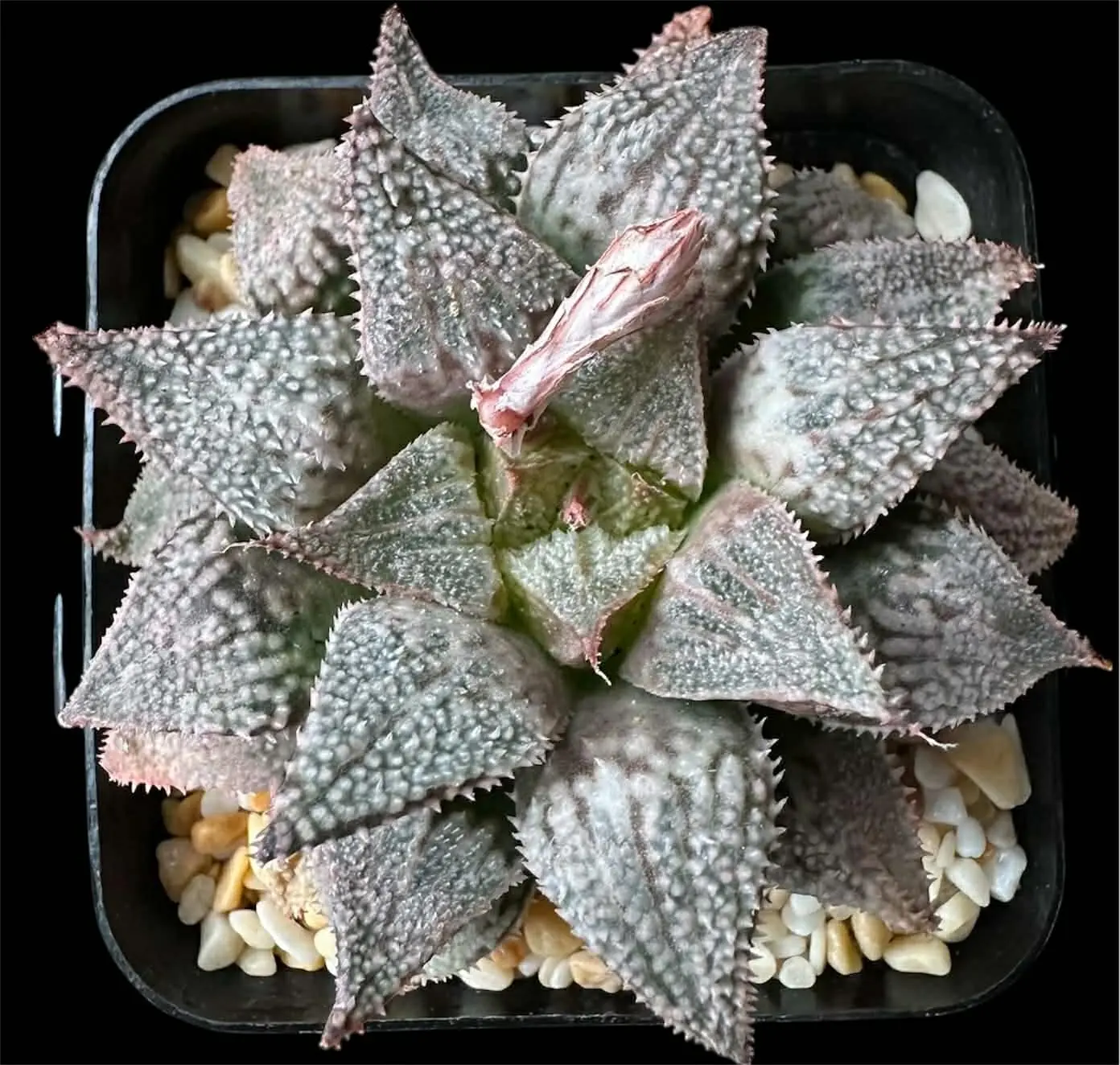 HAWORTHIA HAKUMA - 7CM POT