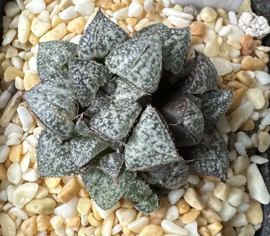 HAWORTHIA YUKI-KESHIKI - 7CM POT (DOUBLE HEAD)