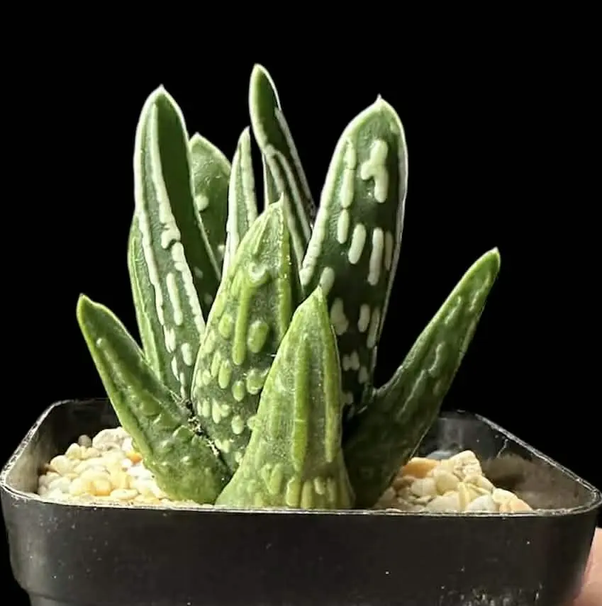 HAWORTHIA TULISTA TEARS OF ANGELS - 7CM POT