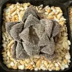 HAWORTHIA KEGANI x COOPERI VAR VENUSTA - 7CM POT