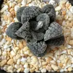 HAWORTHIA MORDOR  - 7CM POT