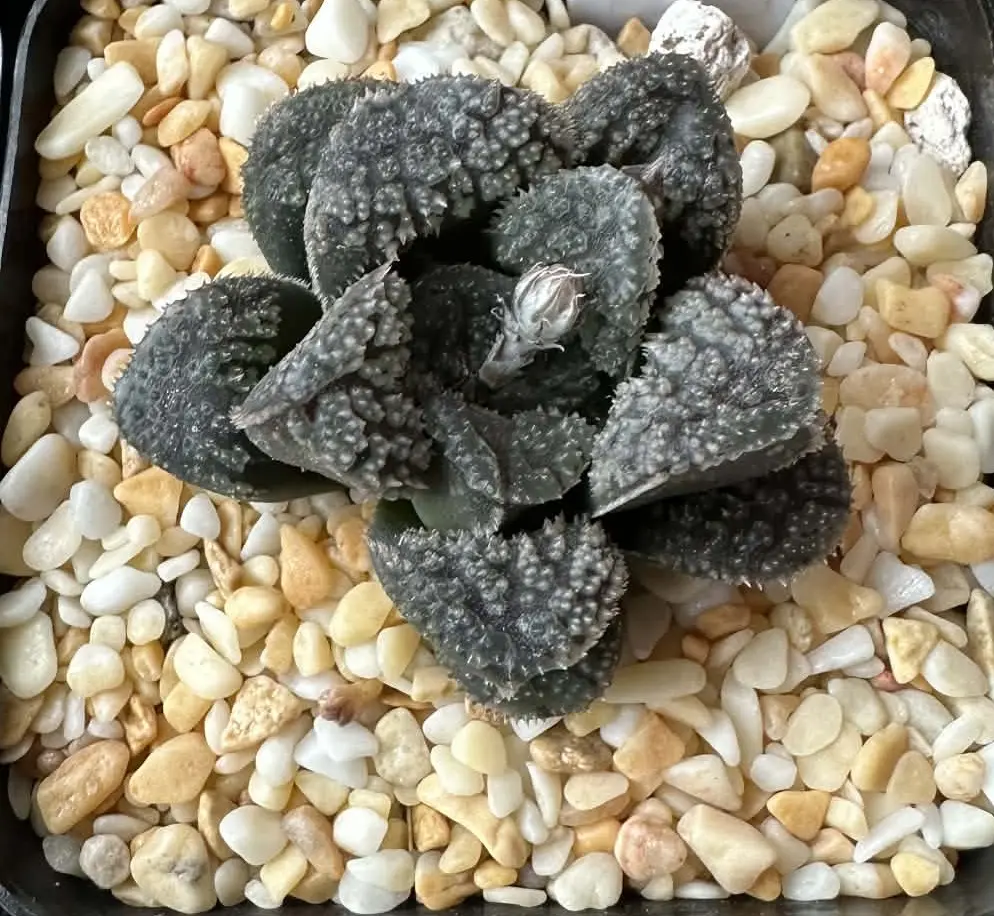 HAWORTHIA MORDOR  - 7CM POT