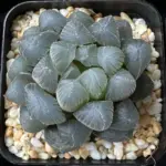 HAWORTHIA COOPERI BLUE MIRROR - 7CM POT