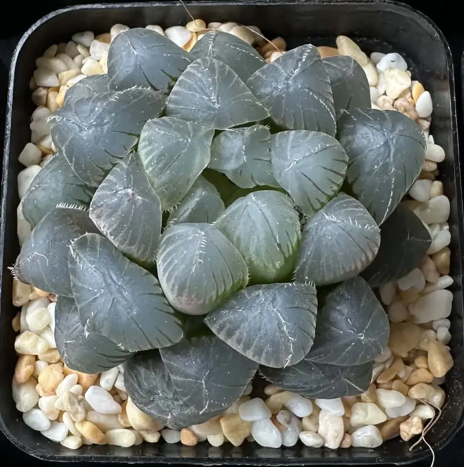 HAWORTHIA COOPERI BLUE MIRROR - 7CM POT