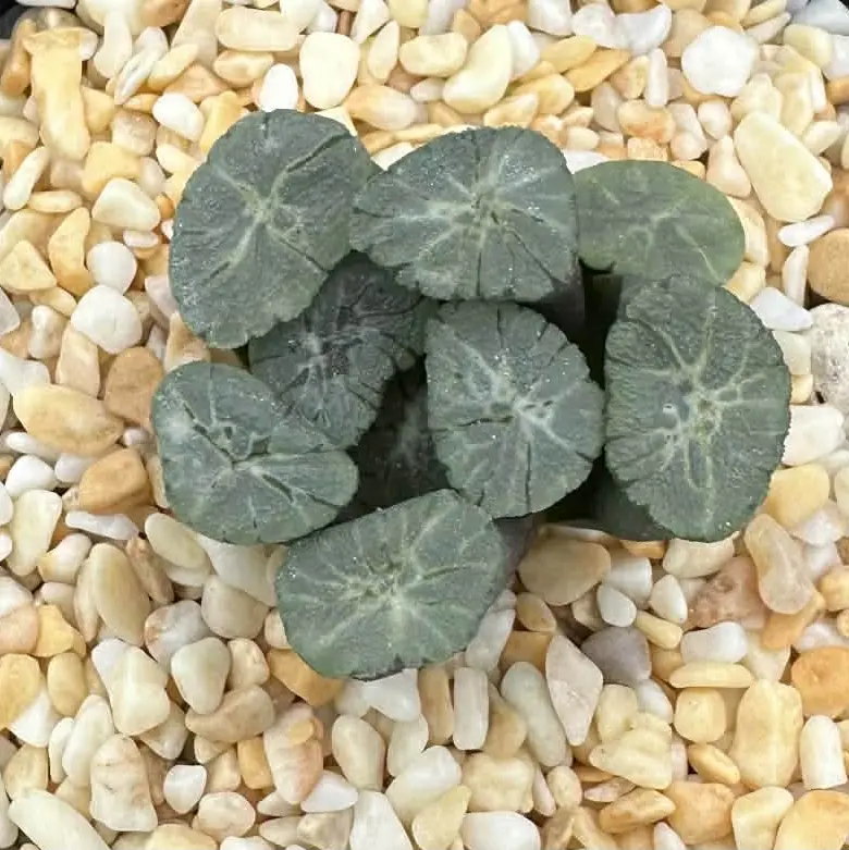 HAWORTHIA MAUGHANII PURPLE Z1 - 7CM POT