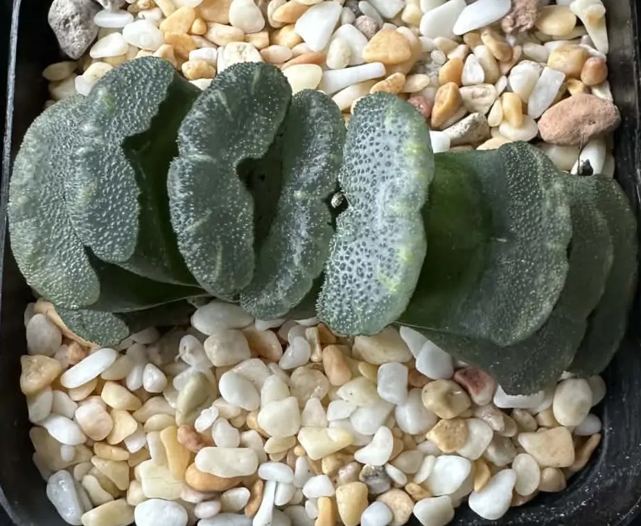 HAWORTHIA TRUNCATA NISHIAKI-KURO - 7CM POT