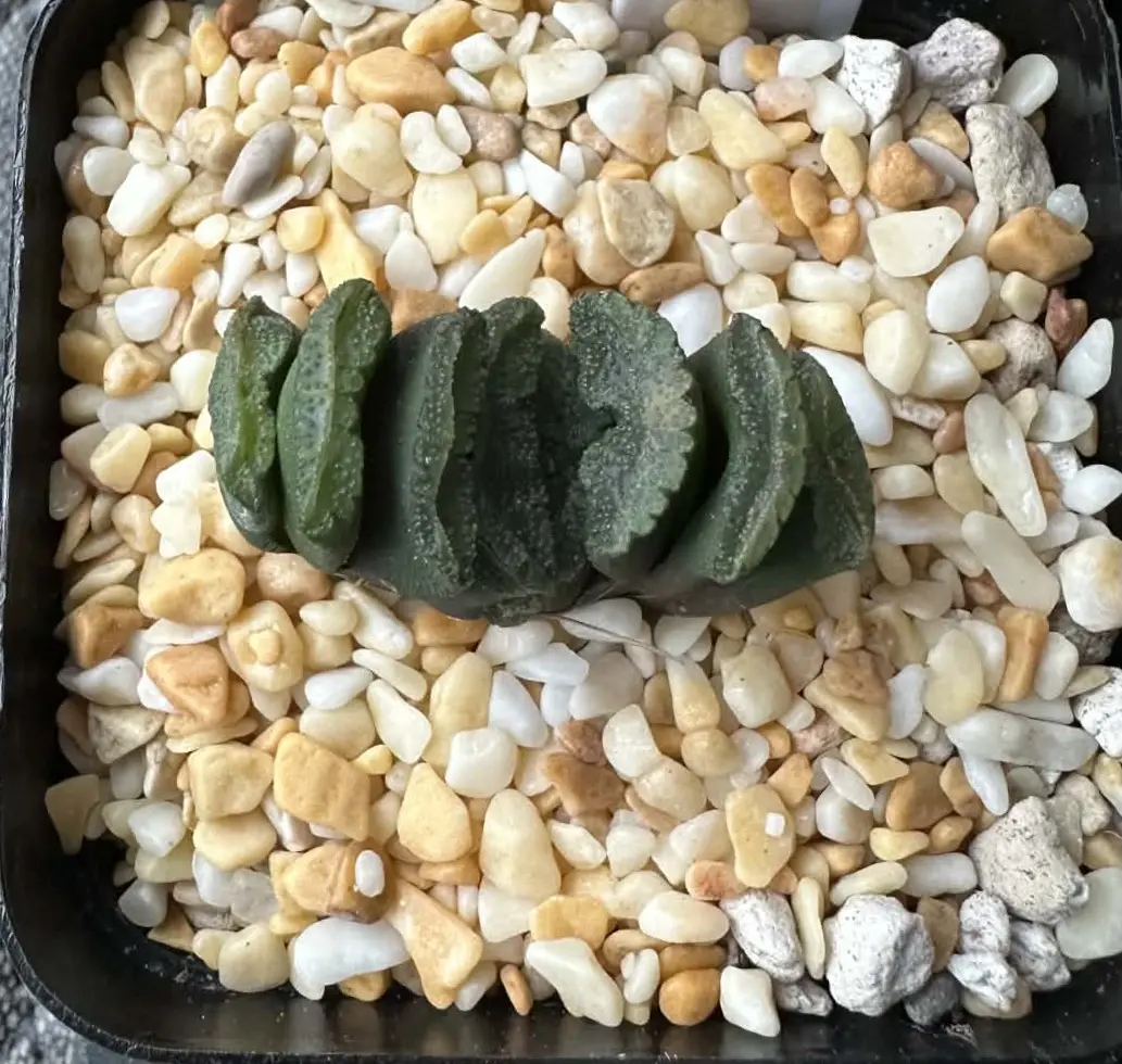 HAWORTHIA TRUNCATA GREEN ISLAND - 7CM POT